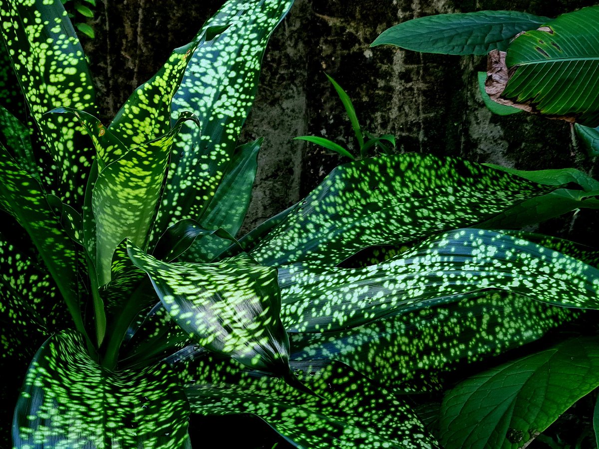 Dracaena 'JT Stardust' is a fantastic hybrid created by Gregori