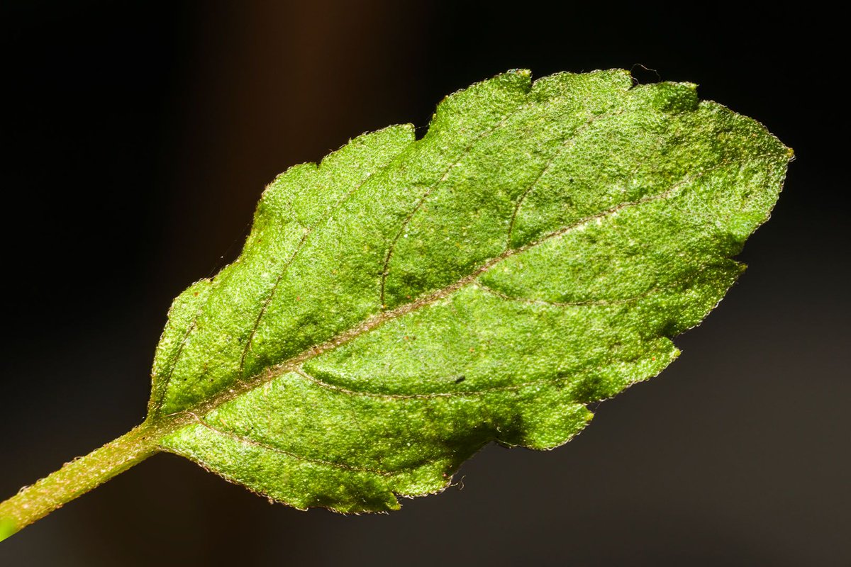 agarwalsonika7's tweet photo. I don't have to ask a leaf to smile for a picture. It's always happy and smiling.
#leaf #nikon #macro #raynox #raynoxdcr250 #macrophotography #nikonphotography #macro_champ #macro_kings #macro_drama #macro_x #macros #photography #photographer #photooftheday #picoftheday https://t.co/Ty7tXr1R7K