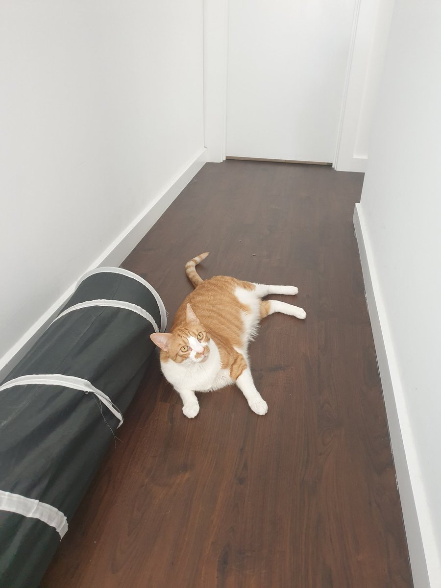 I lie in middle of hall so mum have to stop and pat me! #goodcatting #caturday #AussieCatsOfTwitter #CatsOfTwitter