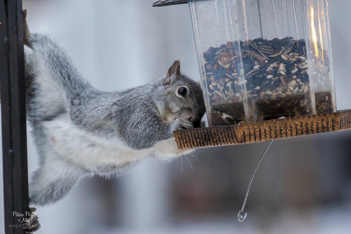 BoxersRule68's tweet photo. Squirrel shenanigans
#minnesotaphotographer #pictureperfectbymay #squirrel #greysquirrels #squirrelshenanigans #minnesota #wildlife #wildlifeofminnesota https://t.co/WPf5SSeF03