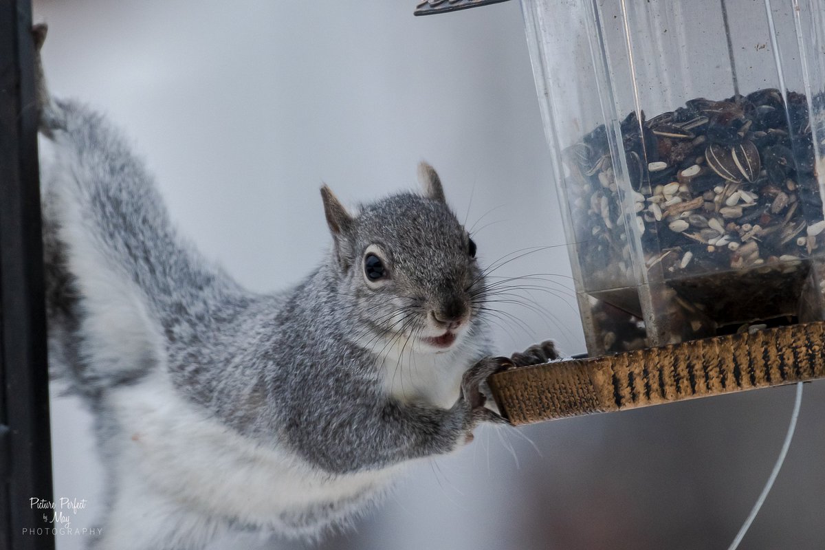 BoxersRule68's tweet photo. Squirrel shenanigans
#minnesotaphotographer #pictureperfectbymay #squirrel #greysquirrels #squirrelshenanigans #minnesota #wildlife #wildlifeofminnesota https://t.co/WPf5SSeF03