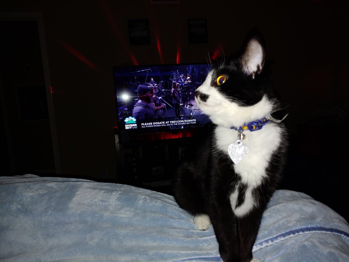 peytonhooten's tweet photo. #phishcats #TheBeaconJams https://t.co/YlAB3v5GZg