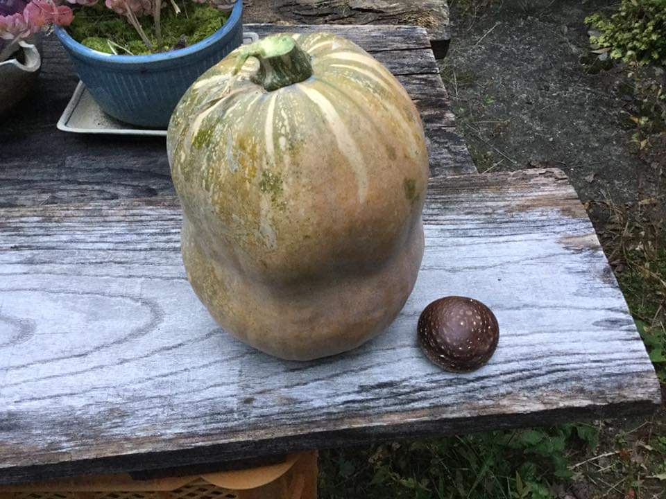 Haikake's tweet photo. カボチャの私

頭の上にはシイタケ。 https://t.co/GtyKsAuHBW