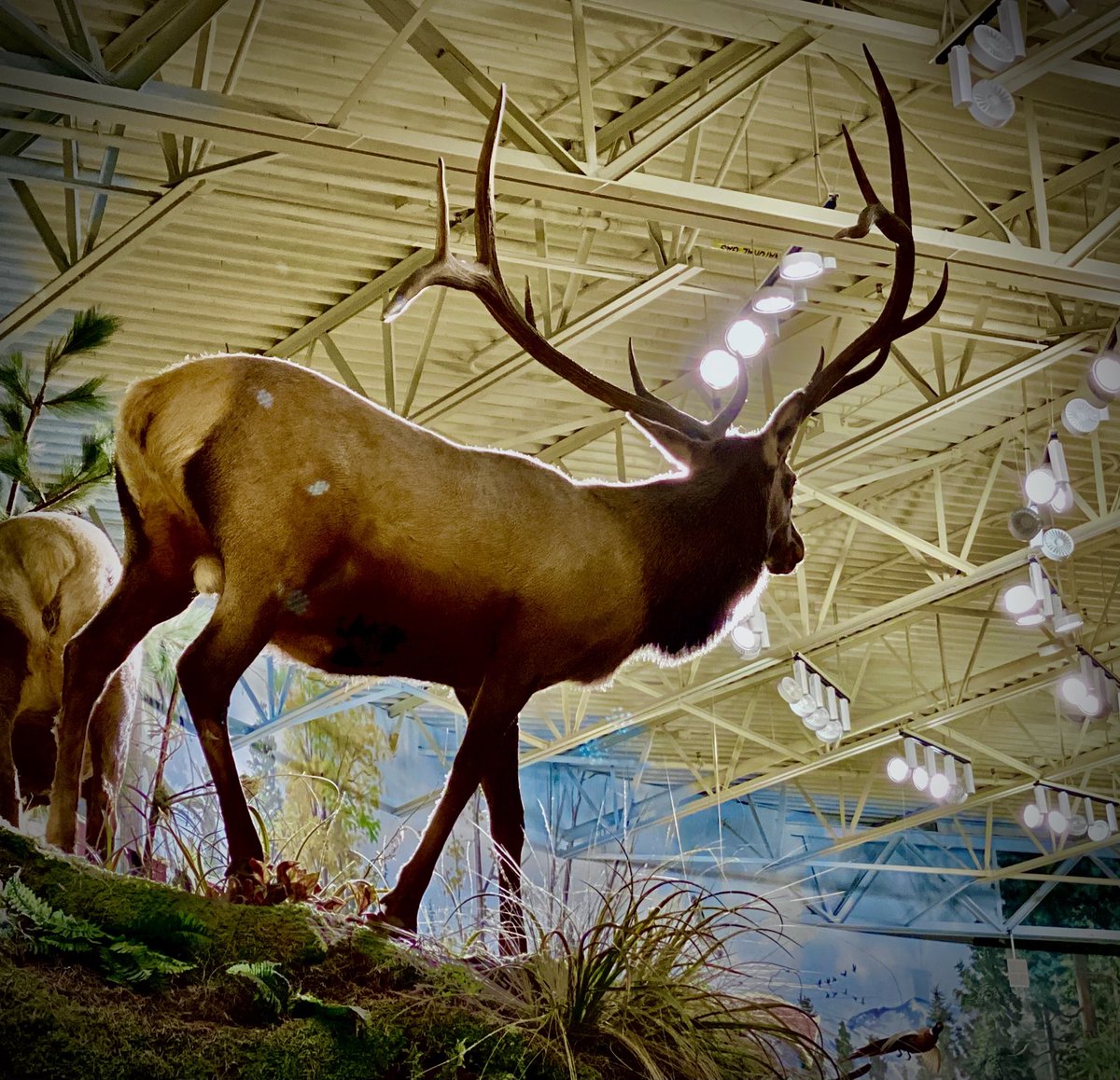 Nature indoors
