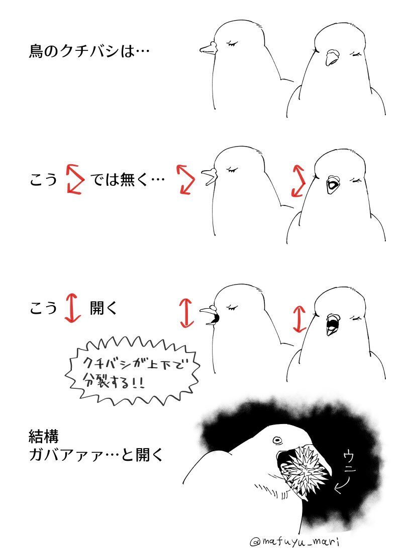 意外とエグい 鳥を飼ってるけど気づかなかった 鳥のくちばしの開き方の一般的なイメージと実際にだいぶ違いがある件 Togetter 意外とエグい 鳥を飼ってるけど気づかなかった 鳥のくちばしの開き方の一般的なイメージと実際にだいぶ違いがある件 Togetter