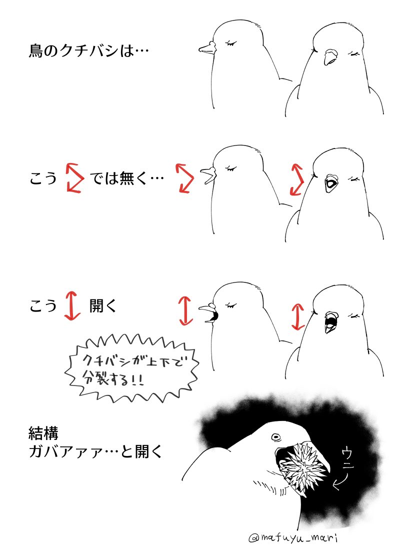 意外とエグい 鳥を飼ってるけど気づかなかった 鳥のくちばしの開き方の一般的なイメージと実際にだいぶ違いがある件 Togetter