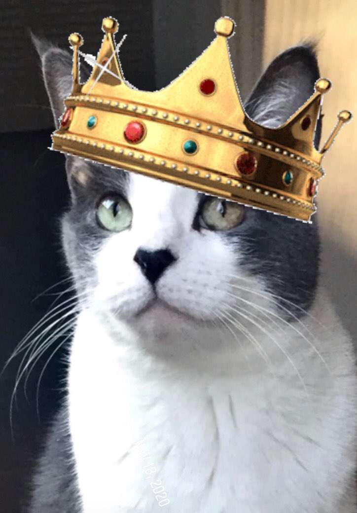 It’s reigning cats!