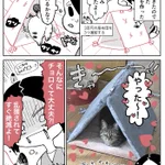 愛猫のために簡易テントを作ってみたら？あっさり入ってくれた!