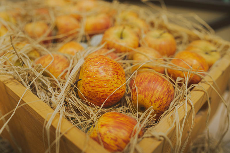 How to Store Your Apple Harvest - If you have a bumper crop of apples, you'll need to know how to store them properly. Learn how to store your apple harvest now on Gardener's Path. https://t.co/sOifVhDXEX #apples #harvest https://t.co/bPr8wi2vze