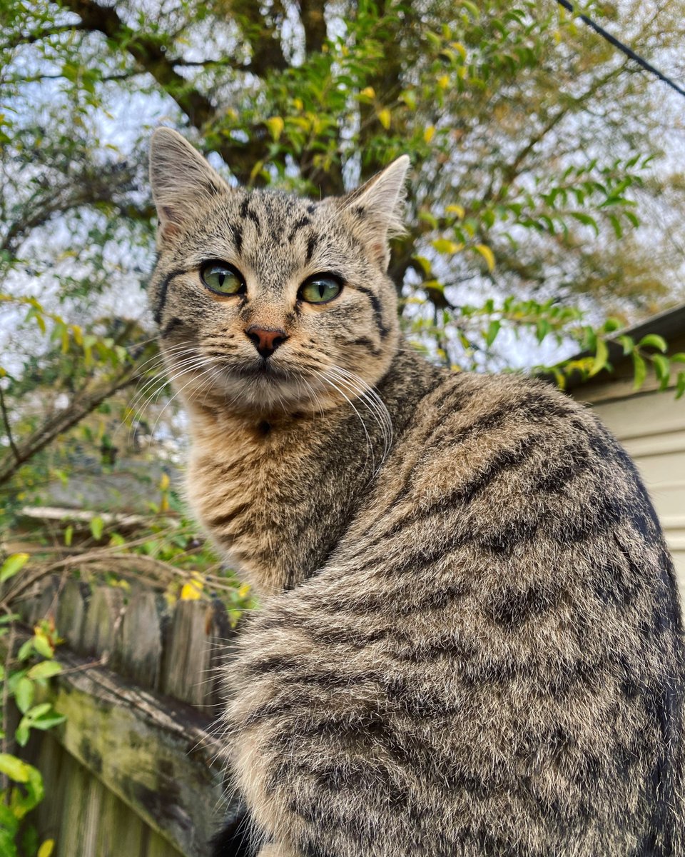 SushiLegs's tweet photo. #catsforcorpse
A couple of stray cats that I enjoy photographing! They are brothers and I have no idea where they came from! https://t.co/bUgH1CH9p2