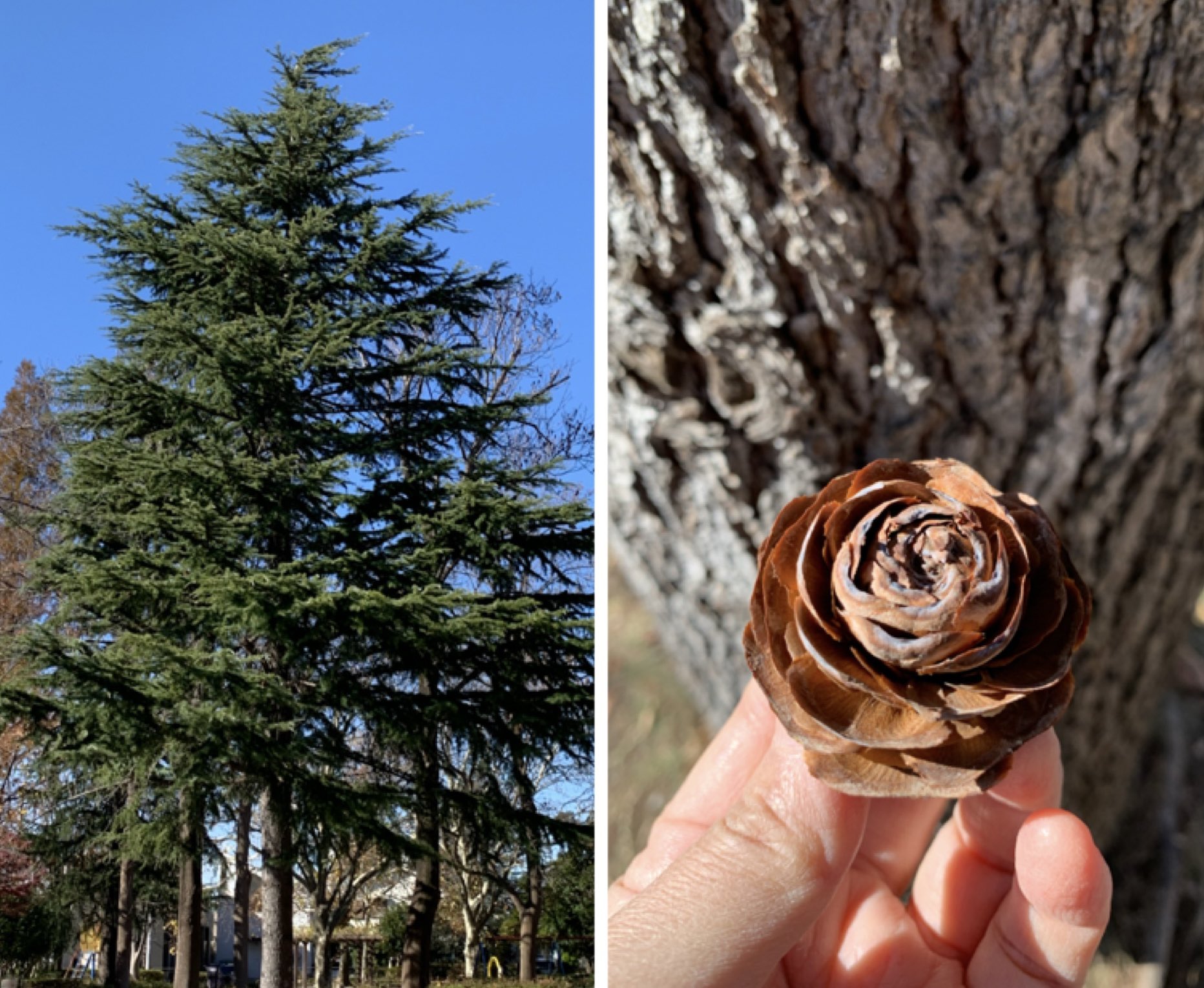 Inori Twitterissa ヒマラヤスギの松ぼっくりが落ちていました バラにそっくりです ヒマラヤスギは大きなクリスマスツリーのような木で公園や神社などで見かけます 先日 小3女子友だちが松ぼっくりが欲しいと言うので 松葉の星もつけて渡したところ クリスマス Inori Twitterissa ヒマラヤスギの松ぼっくりが落ちていました バラにそっくりです ヒマラヤスギは大きなクリスマスツリーのような木で公園や神社などで見かけます 先日 小3女子友だちが松ぼっくりが欲しいと言うので 松葉の星もつけて渡したところ クリスマス