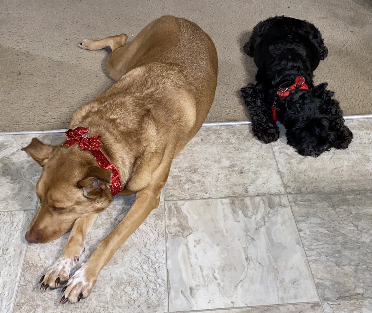 GildaVassi's tweet photo. New Christmas collar for the dogs. I don’t think@they like it, but I do 🥰 #dogs #SchnauzerGang #pitlabmix @m_j_spah https://t.co/m7jqPLR14t