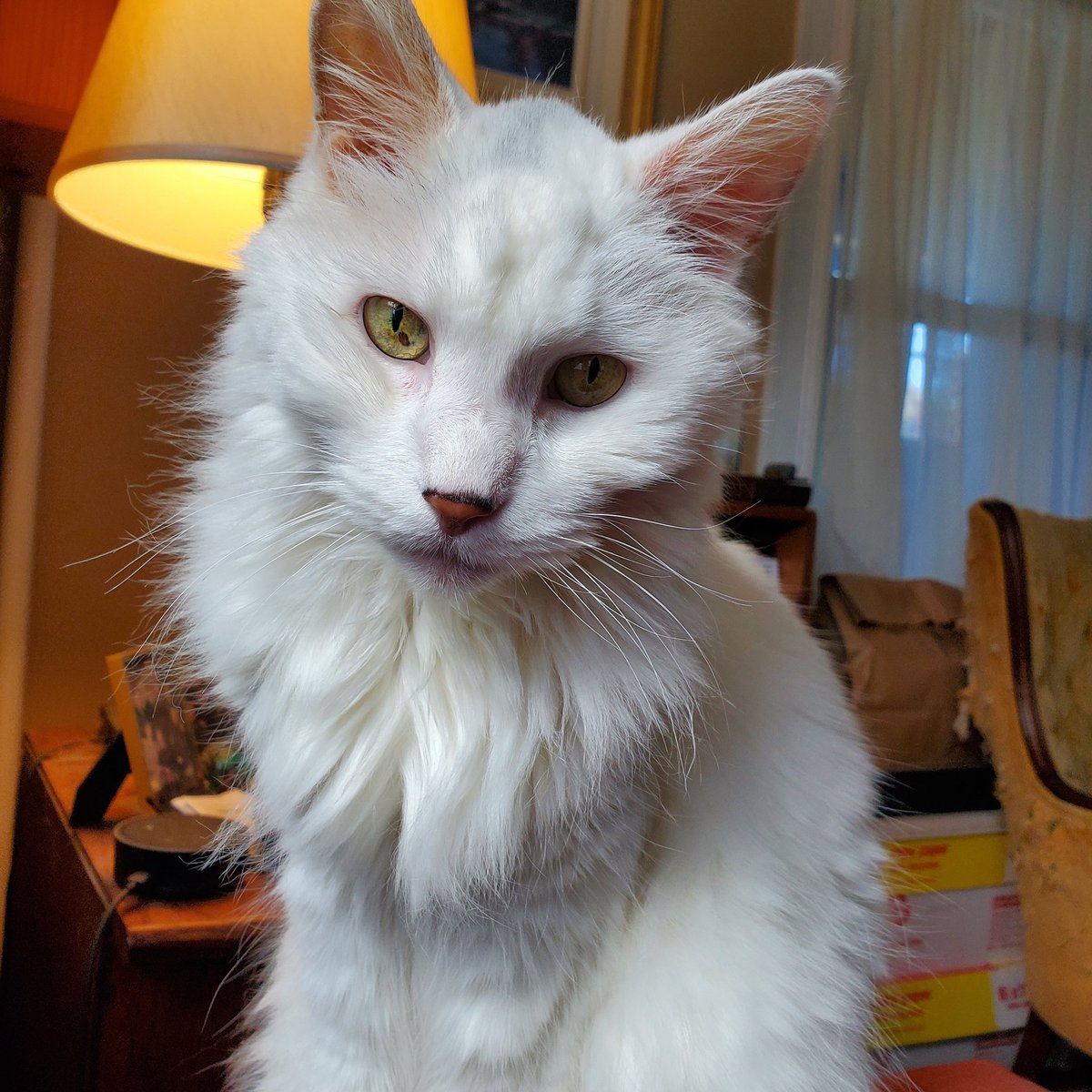 Emmie12750's tweet photo. #Tobycat has been struggling the past 2 days, so we brought him back to the vet ER. His brave little heart just couldn't keep going any longer. Rest in peace, sweet boy. #Tobywatch #sillykittys https://t.co/fQB2Xj4U1C