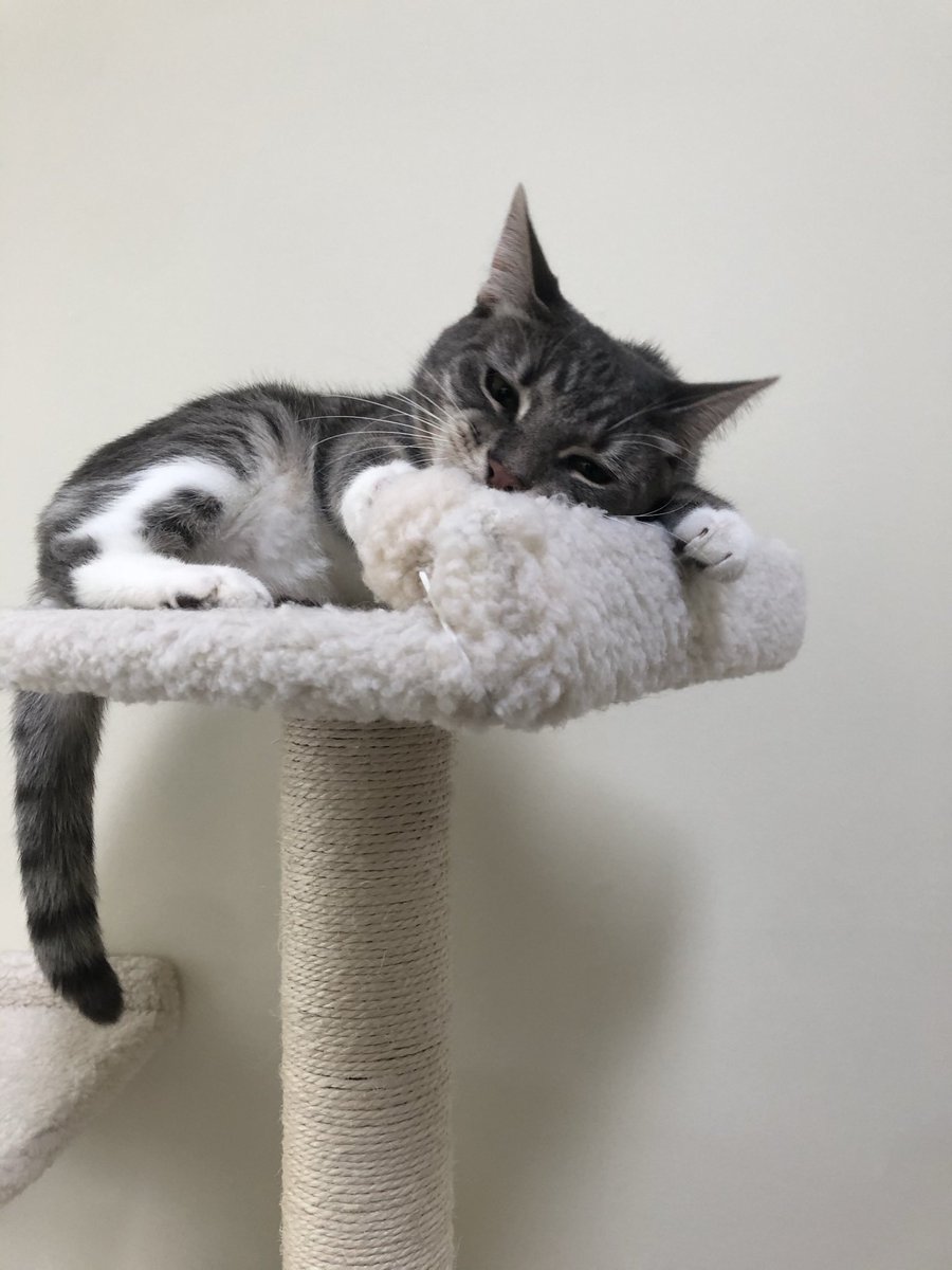 naimeiyao's tweet photo. Momo approves of this.
#Bidenscat #presidentialcat #firstkitty https://t.co/vduMmMfYGd