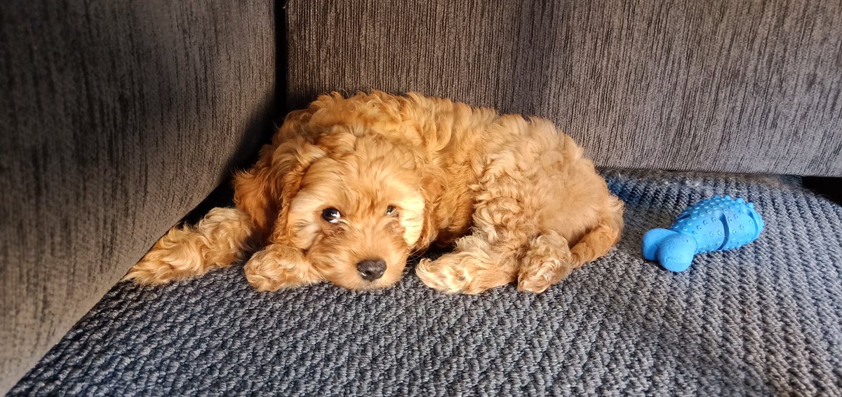 Tom Morgan tweet media