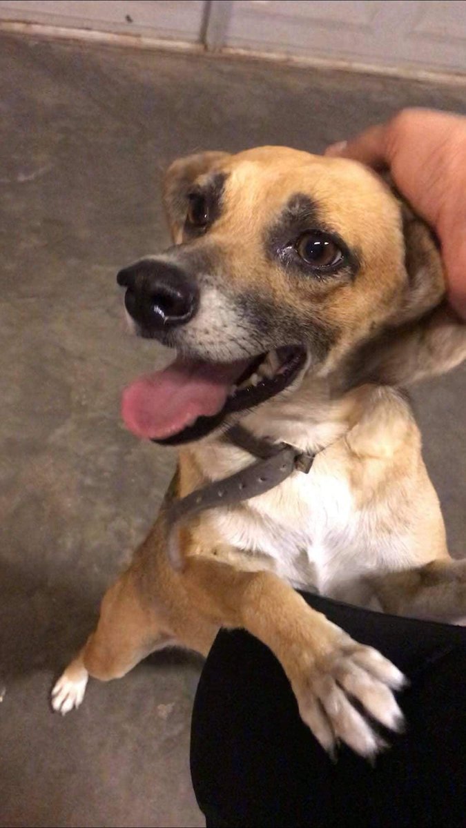 We need fosters!! Supplies and medical expenses are covered by the rescue. If you are interested and located within ~45min of Blue Bell, Pa please submit an application. See more info on our website. 

airtable.com/shrX6uT64rGKfl…

**photos of some current dogs who need fosters**