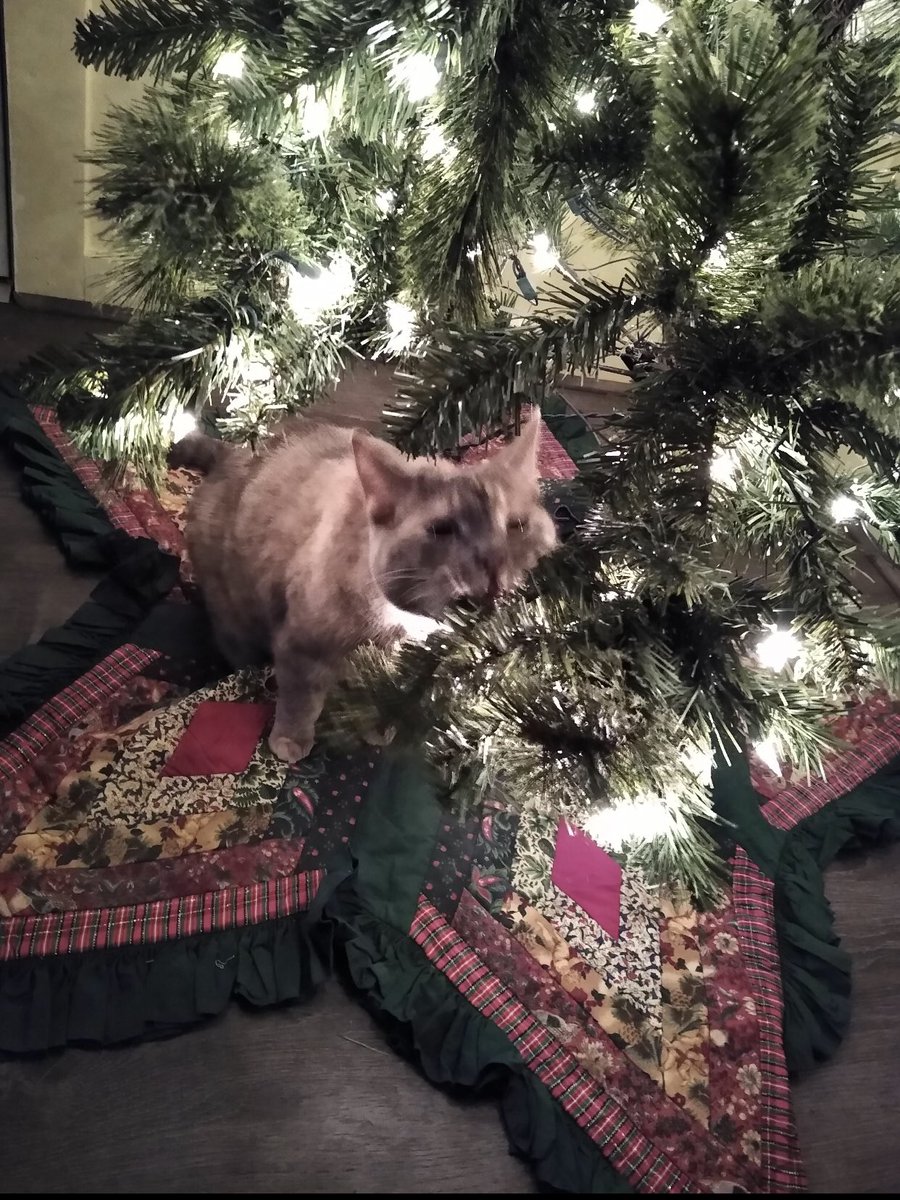 Another cat lulled some humans into complacency then attacks the Christmas tree.   #CatsHateChristmas  https://www.reddit.com/r/cats/comments/k2gsoc/i_think_its_safe_to_say_my_cat_likes_christmas/