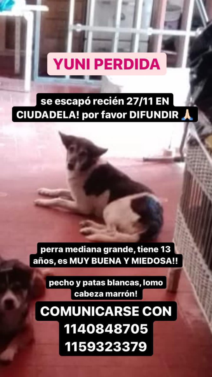 Camiserazin's tweet photo. Se agradece muchísimo la difusión 🙏🏽🥺 https://t.co/vf1x4rgbuF