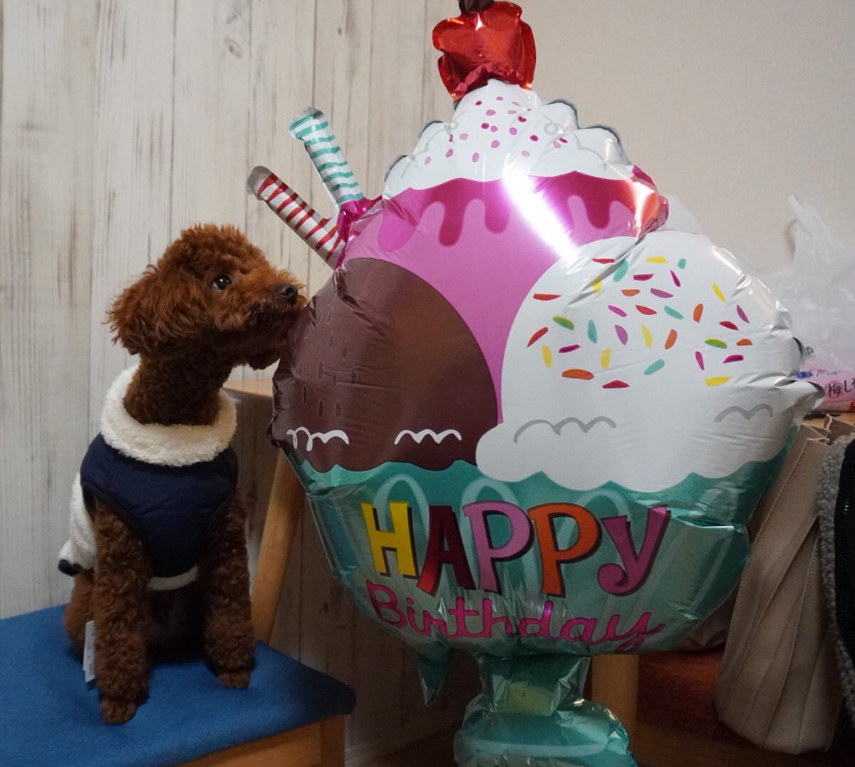それは食べられません🧸🍰🎈⚠️
#トイプードル #犬 #toypoodle #dog #youtube始めました https://t.co/OnTJbjnolm