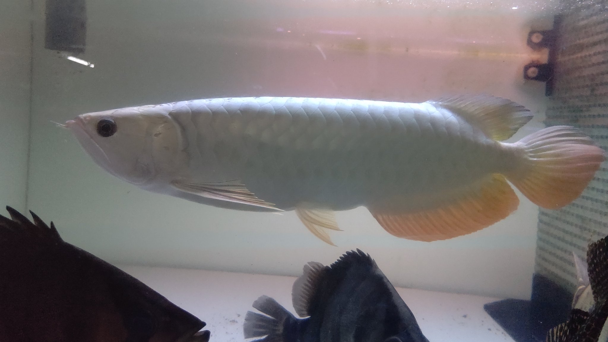 アクアショップしなの アカヒレ ホンモロコ 金魚 Sm M ｌ Ll メダカ ミナミ系エビ ドジョウ カエル カエルll コオロギ ミルワーム デュビア 当店は現在発送対応を行っておりません