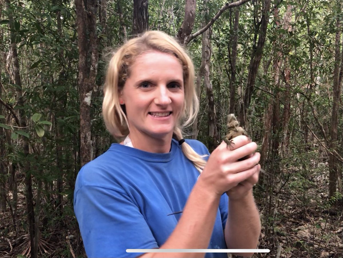 nettygunn's tweet photo. Releasing blue iguana hatchlings (Cyclura lewisi) into the wild having been head started for 4 months at the Blue Iguana Conservation breeding facility on #grandcayman #caymanislands #iguana #herpetology #reptile #conservation #wildlife #research https://t.co/0Im7Pf4o1g