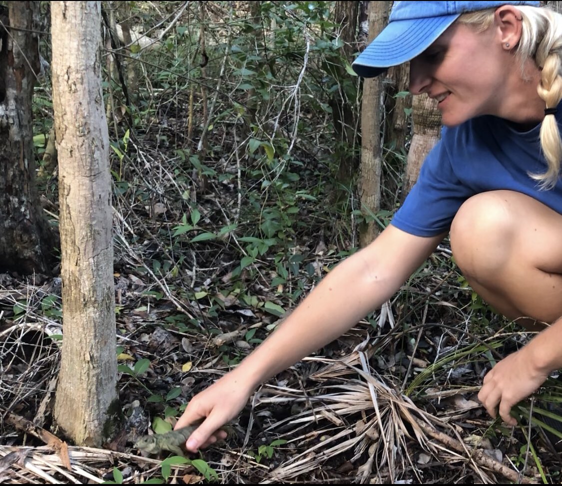 nettygunn's tweet photo. Releasing blue iguana hatchlings (Cyclura lewisi) into the wild having been head started for 4 months at the Blue Iguana Conservation breeding facility on #grandcayman #caymanislands #iguana #herpetology #reptile #conservation #wildlife #research https://t.co/0Im7Pf4o1g