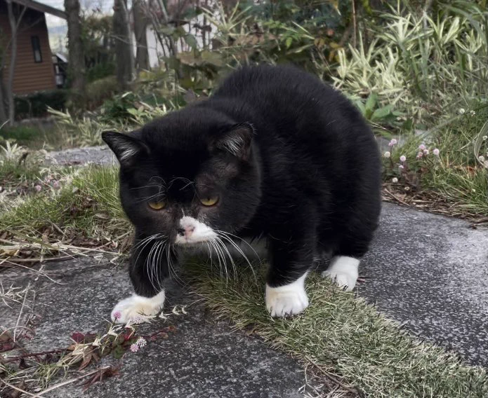 木彫りのクマと猫のハーフ？個性的なもんた君にファンが急増中！