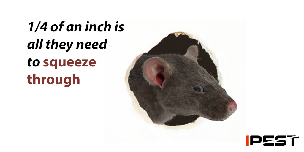 IpestM's tweet photo. Best way to keep your rodents 🐁🐀🐹 out of your houses 🏘️ is to close up every opening you can find as most of these rats only need less than ¼ inch of space to squeeze themselves through. 

#ipest #pest #rodents #rats #sgpest #sgbugs #sg #mouse #mice #rat https://t.co/qkAUg0NwCz