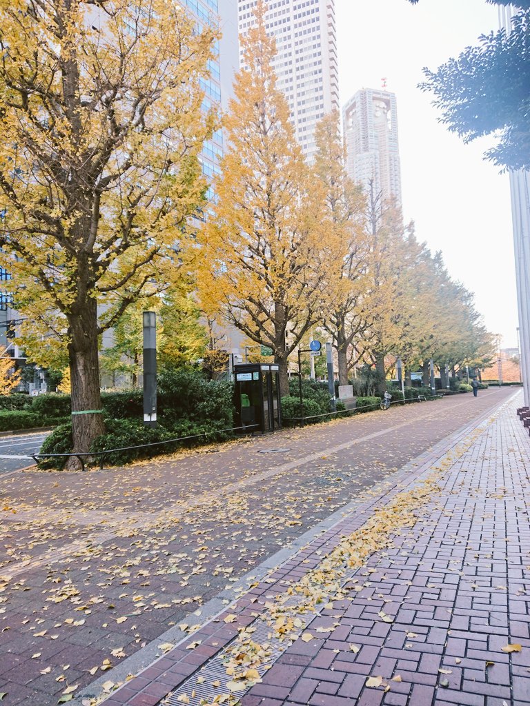 MKKA1028's tweet photo. 弟を待っている間お散歩👣
沖縄ではイチョウは見られないので、見るとちょっとテンション上がります🍂✨
"I promise"が聴きたくなる風景です♪

歩きながらさりげなく撮ったのでちょっとボケてます😅
#東京 #イチョウ #お散歩 
#倉木麻衣 #maikuraki #Ipositive 
#イルカポーチ 🐬 https://t.co/o8TdTS8CUC
