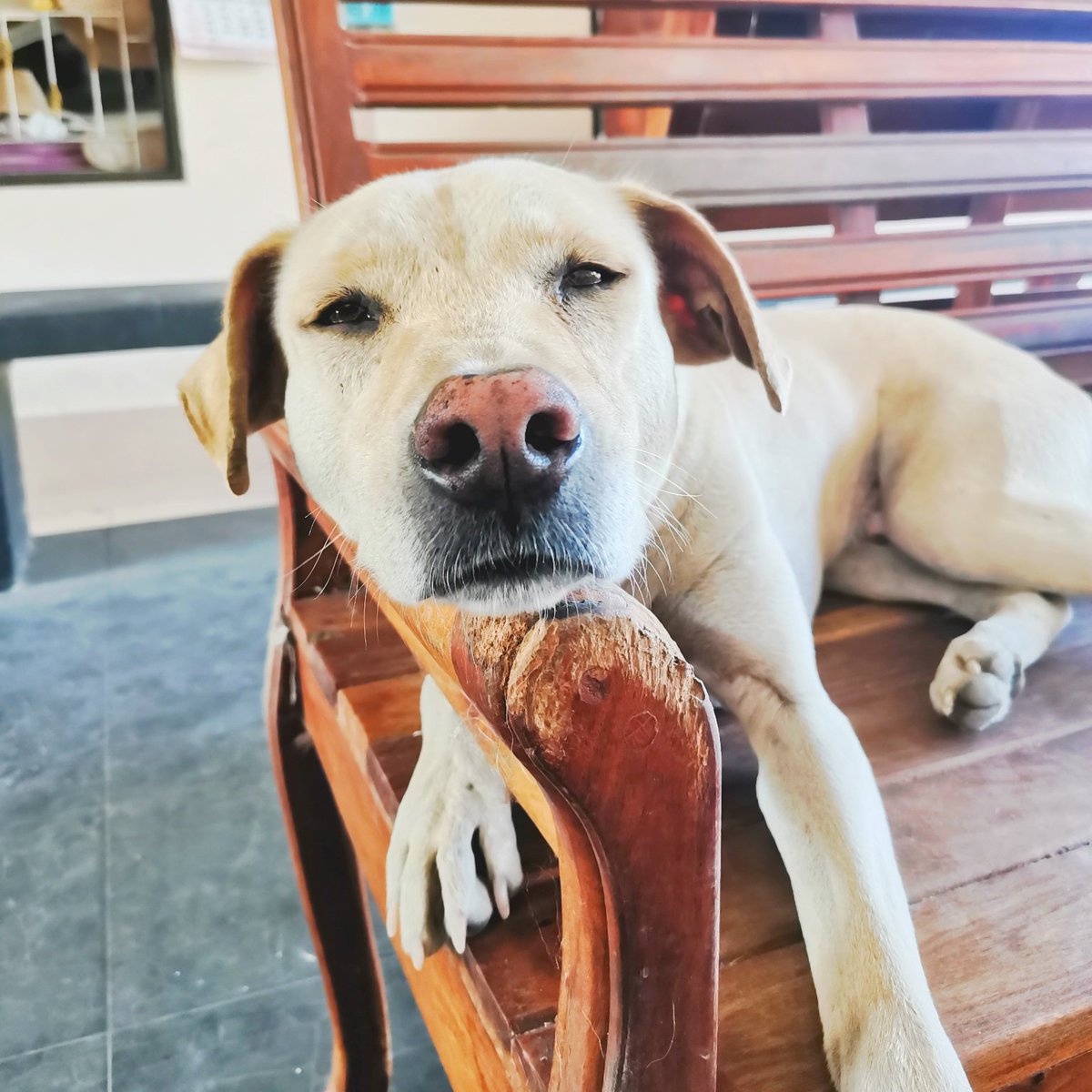 mad4soidogs's tweet photo. Chilled out Charlie.
#lovemydog #lovemydogs #soidogs #dogstagram #soidog #dogsofinsta #dog #dogsofinstgram #thailand #dogsoftwitter #streetdog #streetdogs #adoptdontshop #doggyheaven #rescuedogsofinstagram #rescuedogs #rescuedog #kindness #cutedogs #dogsarelove #dogsarefamily https://t.co/LQswIYv72f