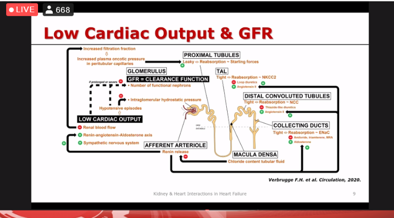 CpaolaParedes's tweet photo. Kindey and Heart interactions in HF #SICA2020 🇲🇽@FH_Verbrugge
👉There is an increased nephron loss in the life course of HF patients
👉⬇️Renal blood flow (RBF=MAP-CVP) is caused by low CO or high CVP.
👉⬇️RBF⬆️ Filtration fraction (FF=GFR/RBF) and ⬆️Intraglomerular pressure https://t.co/16kGsYYgrv