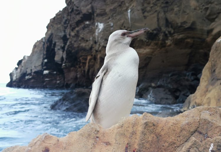xdmagz's tweet photo. Se cree que el pingüino blanco podría tener leúcismo 🐧 https://t.co/BuqpVPZlej