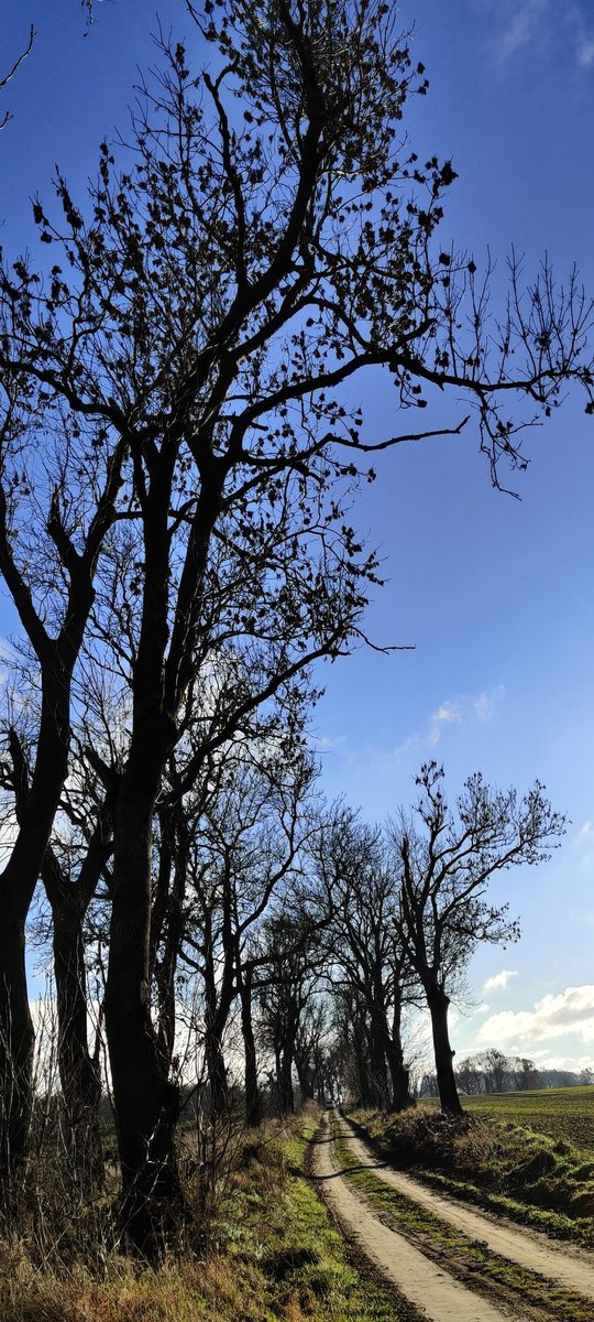 Inexplicable winter sunshine and blue, blue skies today