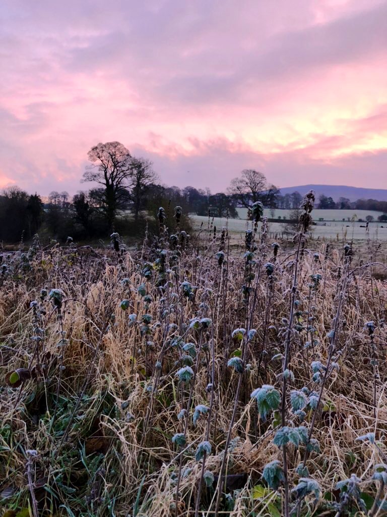 Healthyhappy50's tweet photo. Beautiful morning walk for @snoweider #OutsideToday 🌿. 

Crisp underfoot + colourful skies. So very grateful. 🥾 #walkshire #Yorkshire #SaturdayThoughts https://t.co/Xa9HcDIgp3