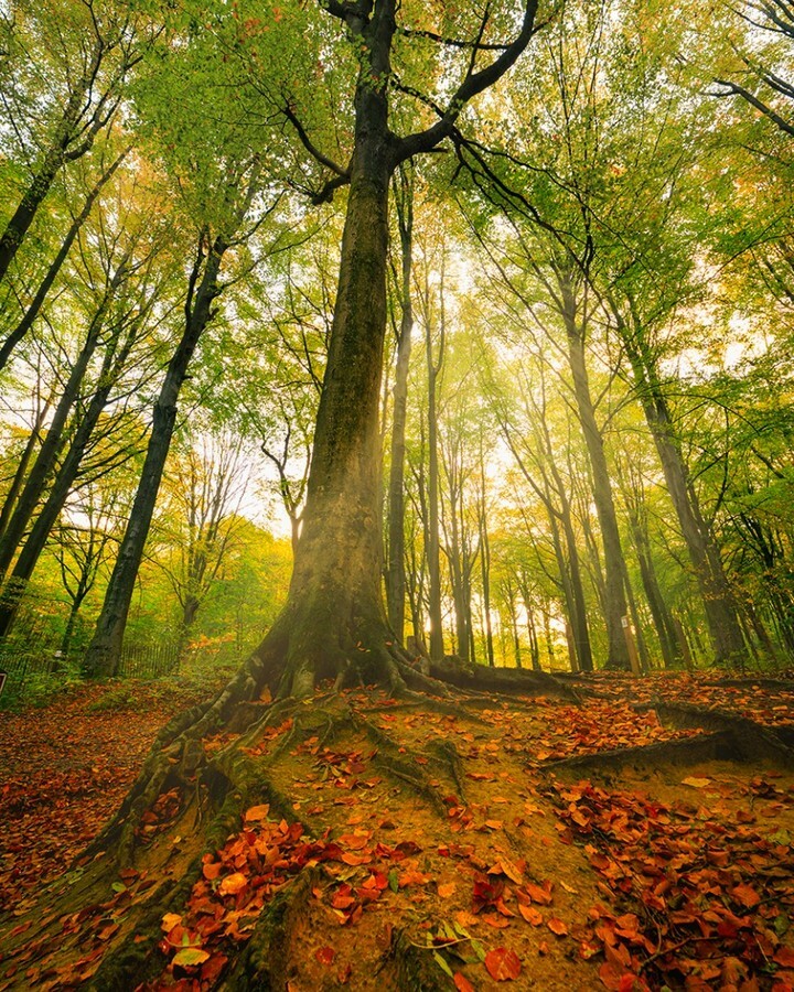 Yanmik's tweet photo. The beauty of autumn.
#herfst #colours #autumn #trees #colorsofnature #naturegram #natureshots #naturephotography #photography #stapaf #zoomnl #landscape #landscapephotography #belgianphotographer #topbelgiumphoto #visitflanders #visitbelgium #discove… https://t.co/uJrSa4OyKL https://t.co/s6DEtSPDJ5