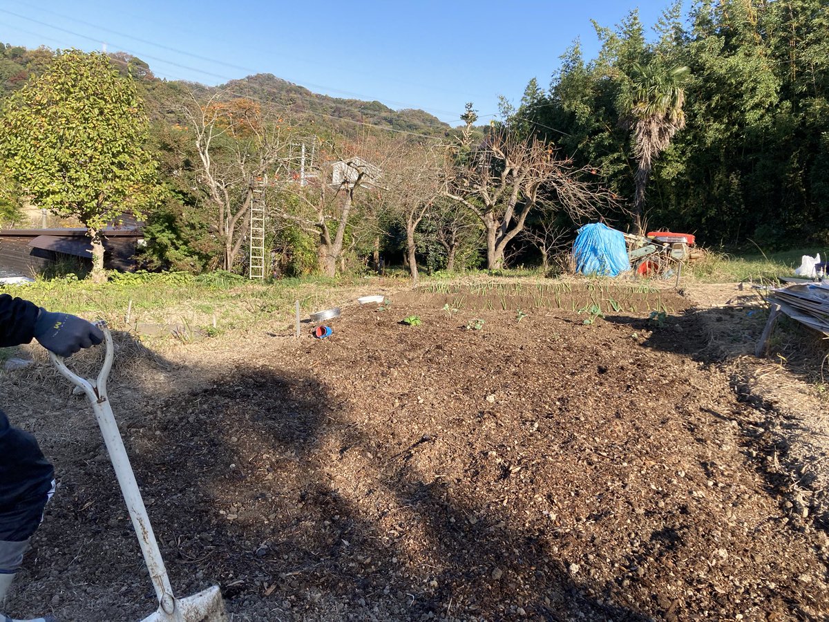 shumi_hatake's tweet photo. 子どもたちの手を借りてアドバイザーのからいただいたネギ白菜ブロッコリーと近所のおばあさんから頂いたソラマメを植えました。
無事に根がつきますように。
#横須賀 #葉山 #三浦半島 #趣味 #はたけ #土づくり #農業 #cultivating #agriculture #hayama #yokosuka #miura 
https://t.co/0Pcjan01bh https://t.co/KTJmDiyN8k