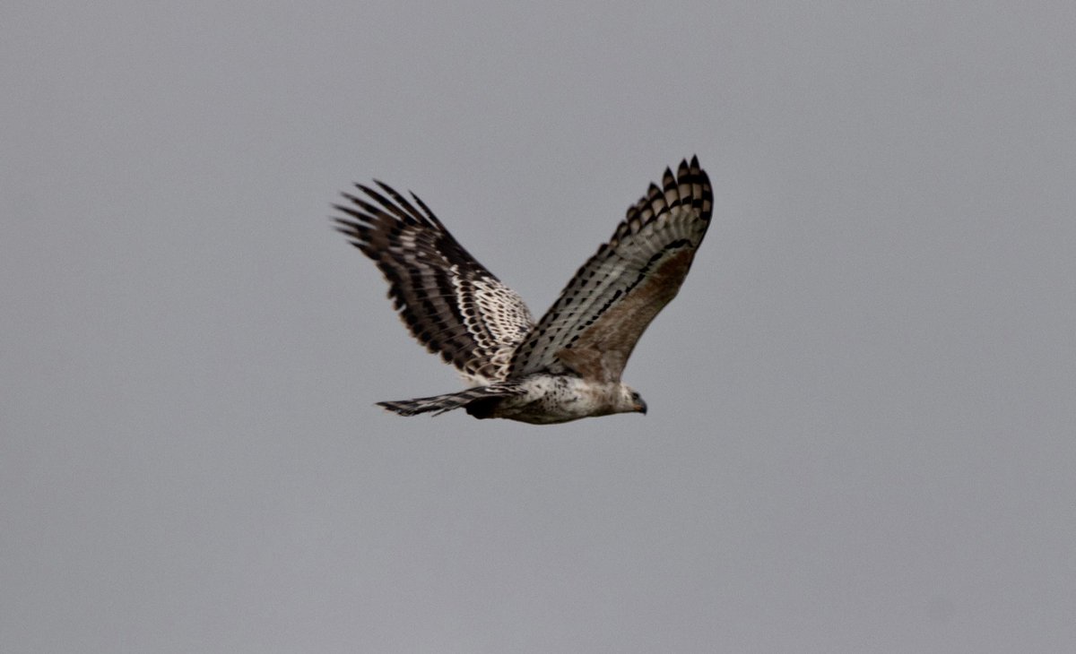 RobynAnsellArt's tweet photo. Superb interaction in the garden between an immature African crowned eagle and a yellow-billed kite! 🤩 #africancrownedeagle #raptors #birdsofprey #birding #birdsofprey #yellowbilledkite #raptorinteraction #birdinginmygarden #lovemygarden #birdlifesouthafrica #KZNbirds #bop https://t.co/dZTYq7M8iM