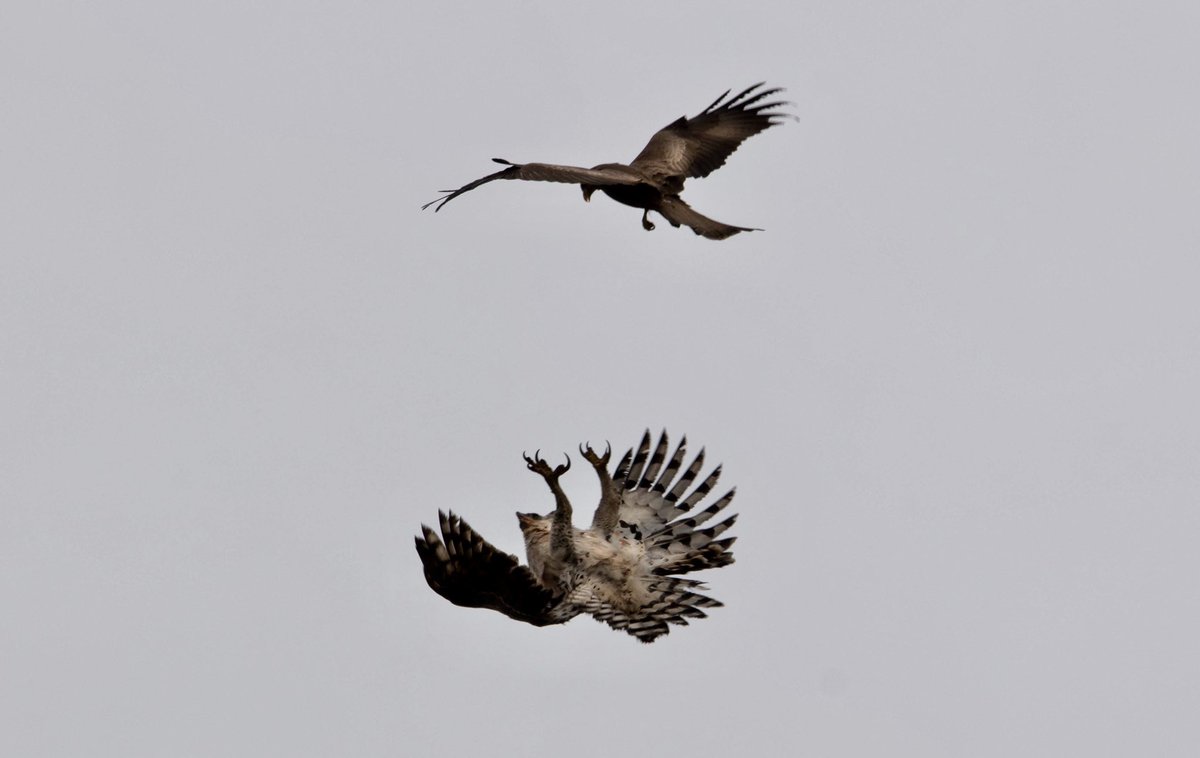 RobynAnsellArt's tweet photo. Superb interaction in the garden between an immature African crowned eagle and a yellow-billed kite! 🤩 #africancrownedeagle #raptors #birdsofprey #birding #birdsofprey #yellowbilledkite #raptorinteraction #birdinginmygarden #lovemygarden #birdlifesouthafrica #KZNbirds #bop https://t.co/dZTYq7M8iM