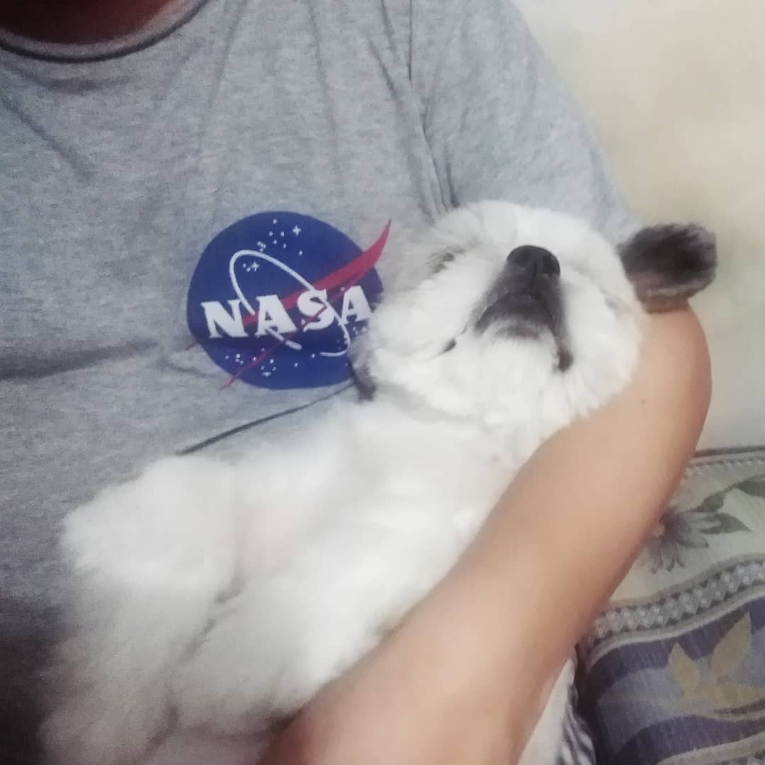 SilverHakai's tweet photo. This widdle babby boi who is not so widdle anymore.
#DogDaySaturday #DogDayAfternoon #LoveIsAFourLeggedWord #PrimoBebeb #Petstagram #FurBaby #DogsOfInstagram #SmolPupper
https://t.co/IjYTFnaUqH https://t.co/s41GqnQvEU