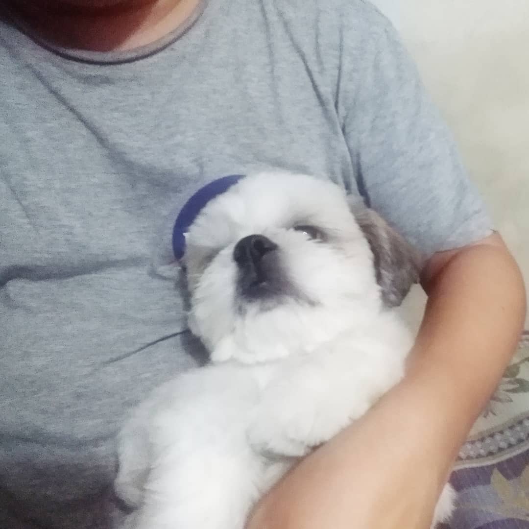 SilverHakai's tweet photo. This widdle babby boi who is not so widdle anymore.
#DogDaySaturday #DogDayAfternoon #LoveIsAFourLeggedWord #PrimoBebeb #Petstagram #FurBaby #DogsOfInstagram #SmolPupper
https://t.co/IjYTFnaUqH https://t.co/s41GqnQvEU