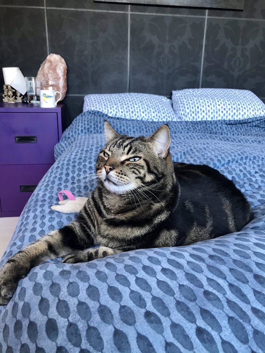 Happy Caturday Twitter Buddies 😺
Hope you’re feeling good 💚
#Caturday #CatsOfTwitter #CatsOnTwitter #happy #cats https://t.co/ORNQPDgYih