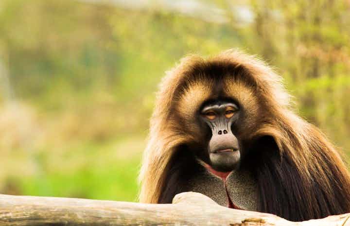BrillAfrica's tweet photo. Fun fact: Gelada Monkeys sleep on the ledges of cliffs at night to protect themselves from predators such as leopards. 
https://t.co/SSmvK11oK3

#Ethiopia #BrilliantAfrica #GeladaMonkeys #SimienMountains #Travel #BleedingHeartMonkey #TravelPhotography #Safari #FunkyMonkey https://t.co/YxLH5jqjNo