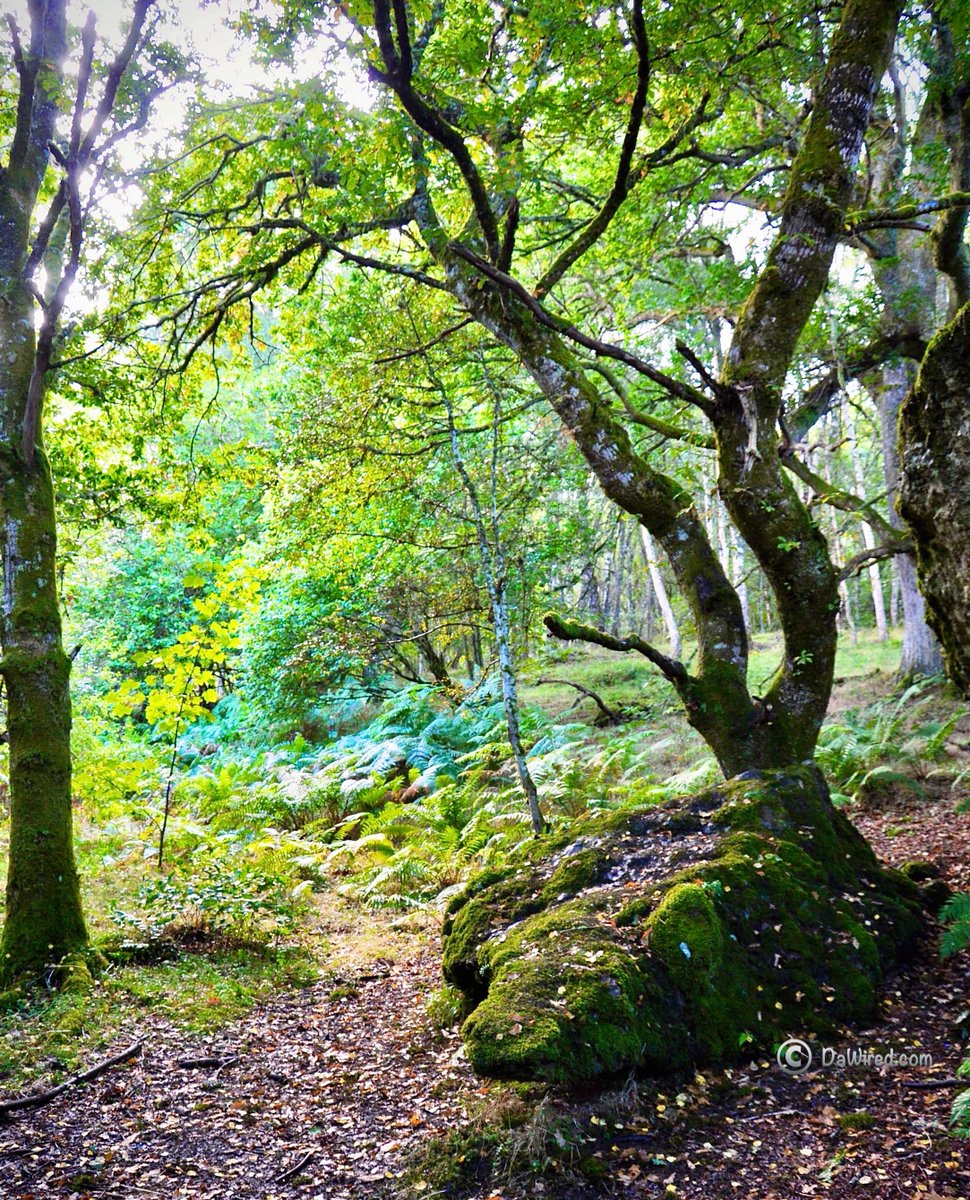 Dawired1's tweet photo. A lovely day out near Fort Williams, a town in Lochaber in the Scottish Highlands. Have a good weekend all!

#ᴅᴀᴡɪʀᴇᴅ #ʙʟᴏɢɢᴇʀʟɪғᴇ #ᴅᴀᴡɪʀᴇᴅʟɪғᴇ #ᴘʜᴏᴛᴏɢʀᴀᴘʜʏ #ᴇxᴘʟᴏʀᴇ 

#ᴜᴋ #sᴄᴏᴛʟᴀɴᴅ #ғᴏʀᴛᴡɪʟʟɪᴀᴍ

 #ᴀᴜᴛᴜᴍɴ #ɴɪᴋᴏɴᴘʜᴏᴛᴏɢʀᴀᴘʜʏ https://t.co/wXbgbNcJVa
