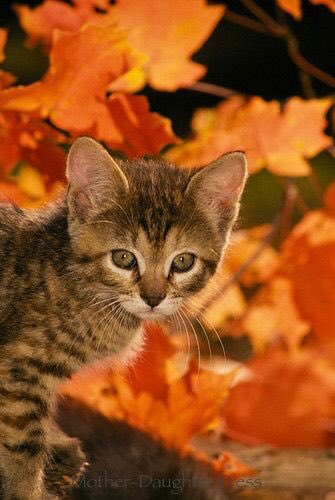 <a href="/semljnika/">Daria ❄</a> Good morning dear Daria 🌷🍂☕️🍪🙋‍♀️😘
Thank you so much for your kindness my sweet friend😘💞🤗🥰
Have a wonderful Saturday 😻💕🌸🍂Hugs 😘🤗🌼🍁😻