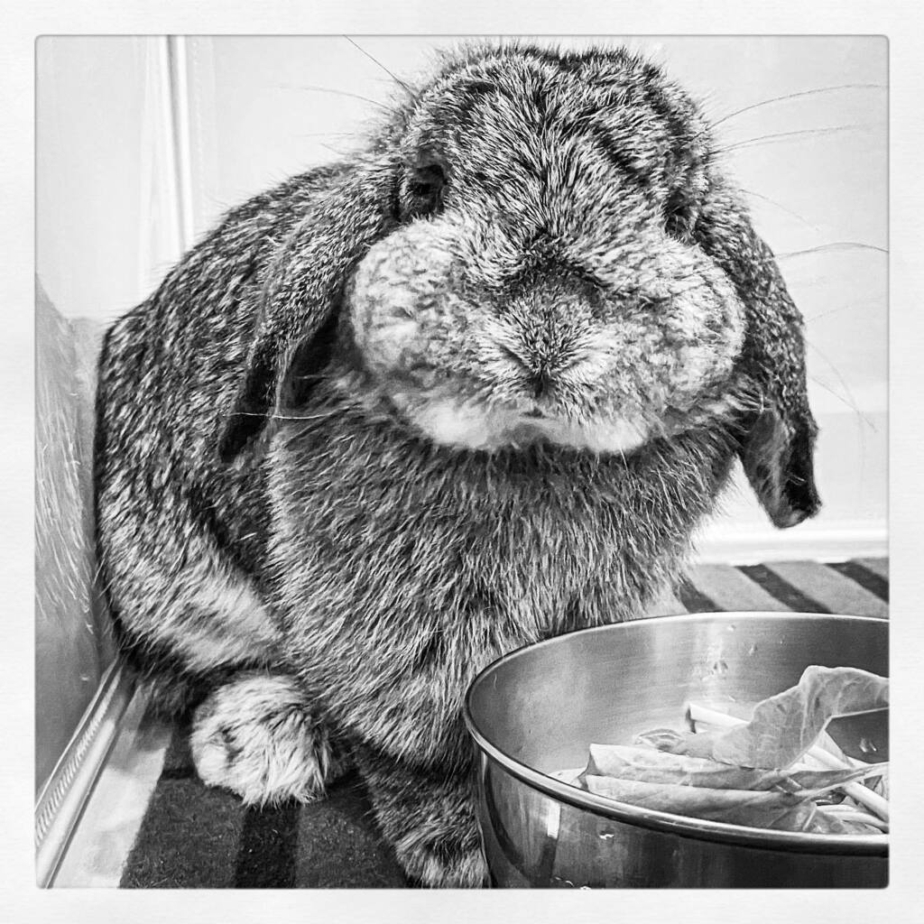 moby74's tweet photo. Our big baby turned one today. Happy birthday, Muffin! 🎉
#muffinboba #rabbit #bunny #hollandlop #sgrabbit #rabbitsofinstagram #rabbitstagram #rabbitsworldwide #bunniesworldwide #pet #houserabbit #domesticatedrabbits #adopt #usagi #tokki #houserabbit… https://t.co/7dgmDaAQLf https://t.co/EJqlI8AOSh
