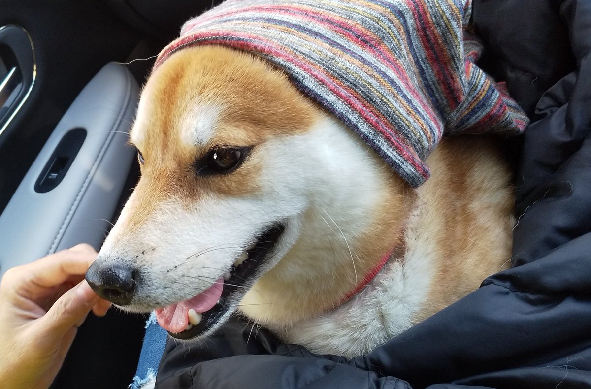 柴犬ゆんた Yunta No Mama Twitter 柴犬ゆんた Yunta No Mama Twitter