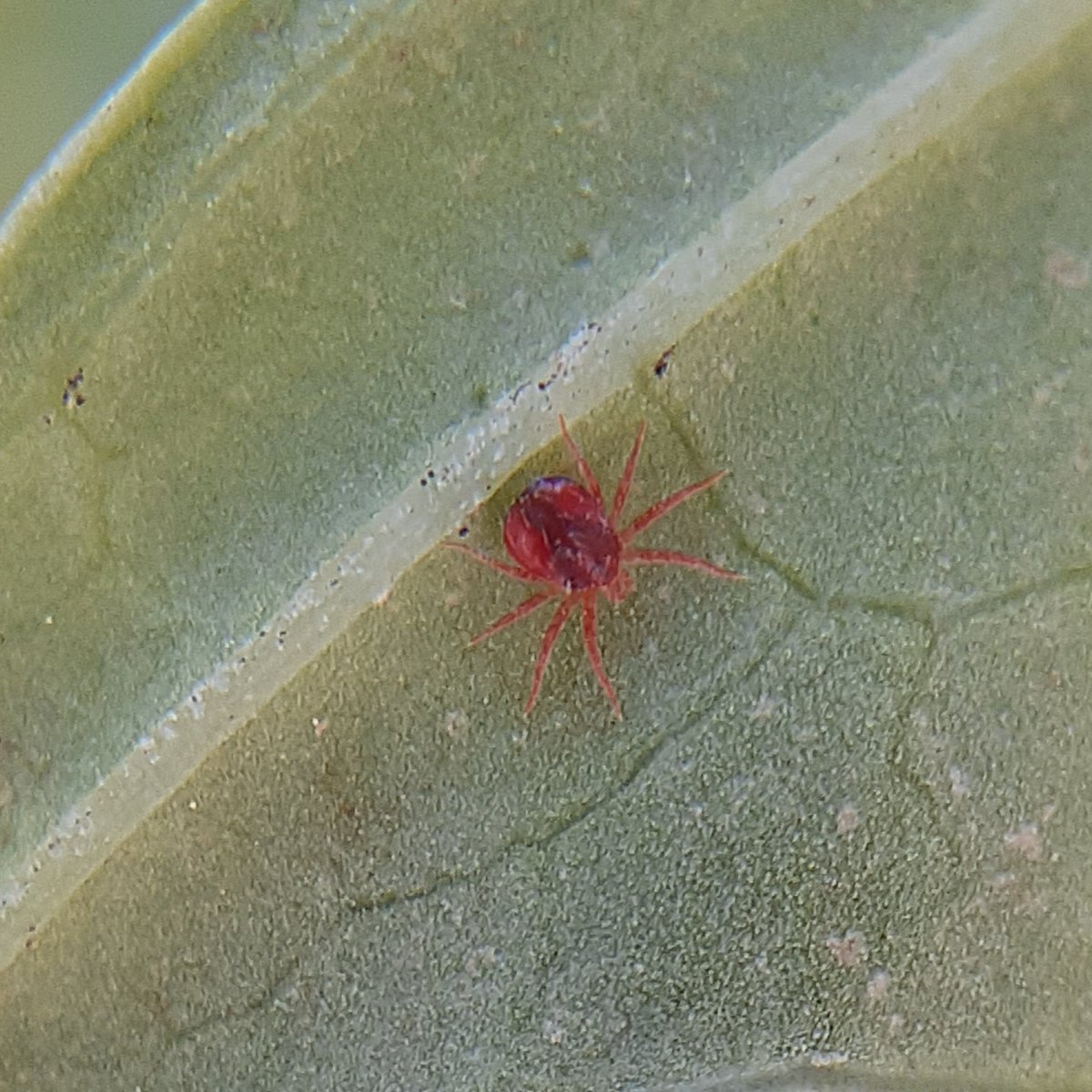 あい これは蜘蛛 ダニ アジサイの葉の裏 5mmくらい タカラダニにしては大きいような 急いでないし 笑