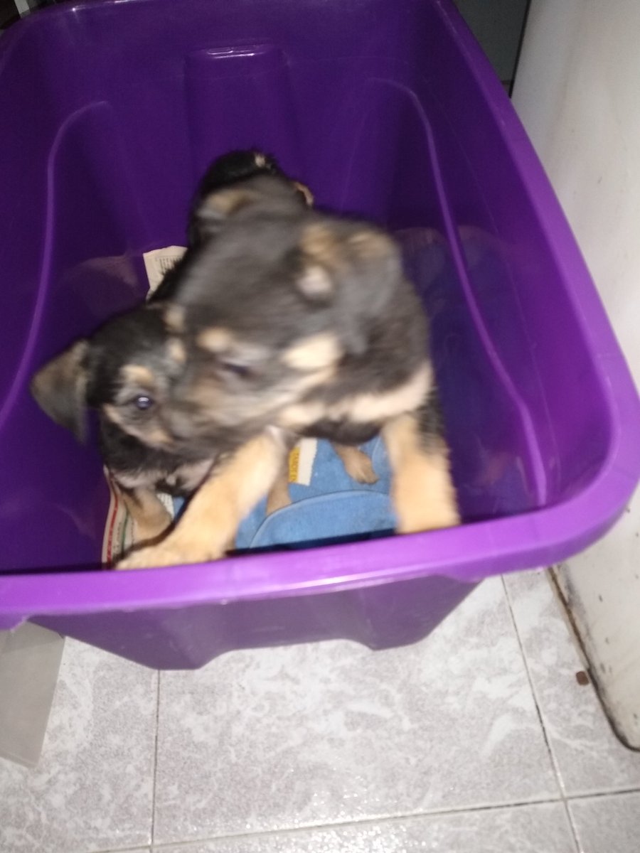 Anto_inc's tweet photo. Hola, @MundoPatitas quisiera pedir su ayuda para que se puedan dar en #ADOPCIÓN estos 4 #cachorros que fueron abandonados en la  @Alcaldia_Coy, espero me puedan apoyar.
@davidescorcia @RuthYarethReyes https://t.co/LxNCa2swxT
