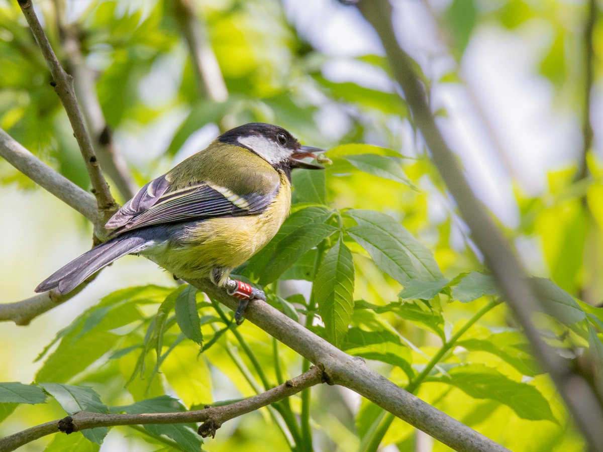 GabsDavidson's tweet photo. I'm very excited to share my first empirical paper on the gut #microbiome published in @SciReports  https://t.co/VYCf8IuTwD  where we manipulated the gut microbiota to test its effect on behaviour in wild great tits. 🧵⬇️This fab action shot photo is courtesy of @Jamesoneillii https://t.co/jXsftS86WP