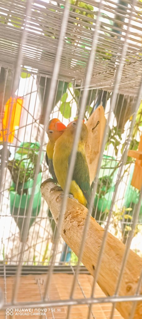 Meet my new birds
❤️Andre &amp; Lou❤️
 Mapapa sanaol ka na lang..
sa sweetness nitong dalawa. @BalutSquadHKong <a href="/LOUnitedOFC_/">LOUnitedOFC-LOU YANONG</a> <a href="/itsdredesu/">André</a> <a href="/queenderosasgm1/">queenderosas@gmail.com</a>
<a href="/LayfteamOFC_/">Team LAYF Official💚🍀💚🍀</a>
<a href="/andrewsmith021/">ANDREw smith 🤙</a>
<a href="/bowt_louyanong/">LOUka-SOCO</a>
@jbsch_de
<a href="/jenalynejurado1/">Jhen🇵🇭💚🇹🇼</a>
<a href="/MoiBienLou/">moimoi EDITOR YERN!! ✨</a>
<a href="/jennie_pink18/">Jennie 🌺</a>
<a href="/ajsipeferrariz/">itskoys|DUSTBIA🫶🏻👩‍❤️‍👨🦋🇭🇰</a>
<a href="/ld_iamyvonne/">iamyvonne⚡️⚡️</a>
